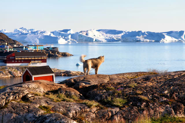 Greenland Dog is enjoying the view