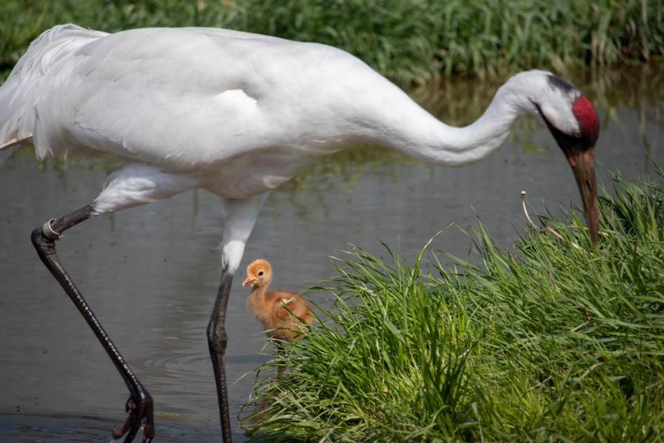 A whooping crane chick called Wampanoag wades near one of its surrogate parents in an enclosure at the International Crane Foundation in Baraboo.