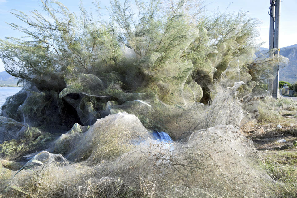 In this Wednesday, Sept. 18, 2018 photo, trees, bushes and seaside vegetation along a beach at Aitoliko, in western Greece, are covered in thick spiders' webs. It's not quite the World Wide Web _ but the spiders of Aitoliko ihave made a good start. Spurred into overdrive by an explosion in populations of insects they eat, thousands of little spiders in the western town have spun a sticky white line extending for a few hundred meters along the shoreline. (AP Photo/Giannis Giannakopoulos.)