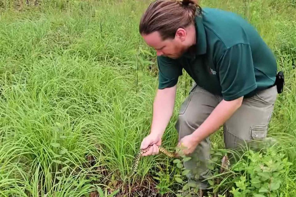 <p>Fort Worth Zoo</p> Zoo worker releasing a Louisiana pine snake into the wild