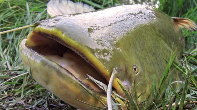 Angler Who Caught Monster Catfish Explains Why He's Turning Down