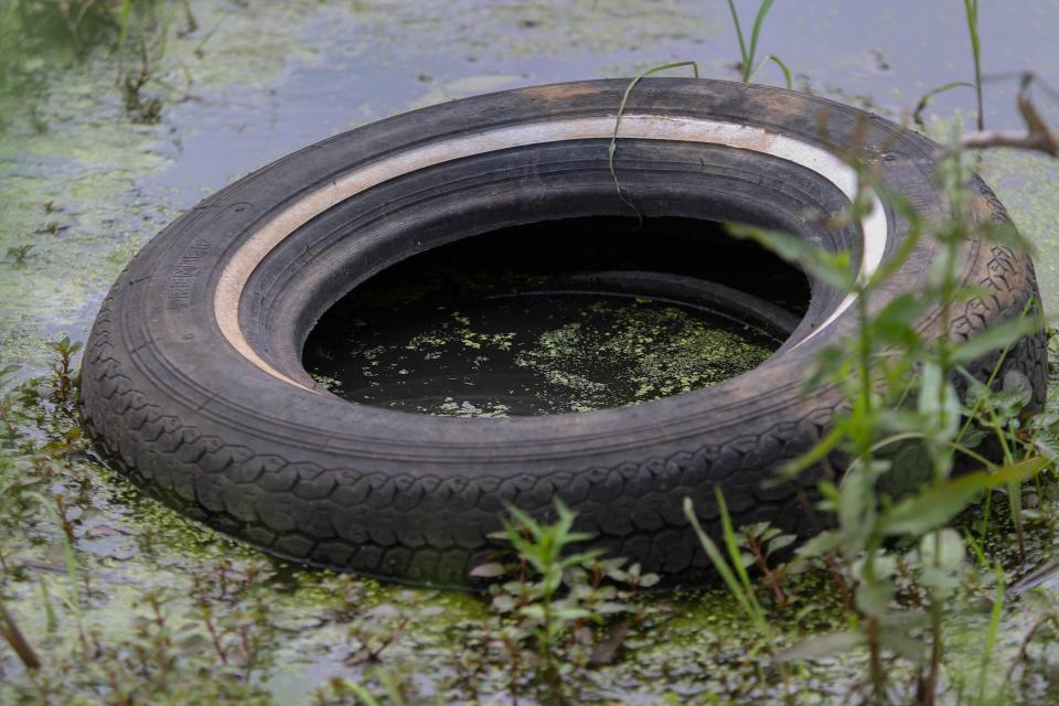 A tire illegally dumped in a marsh area of Southbridge is a source of mosquito breeding.