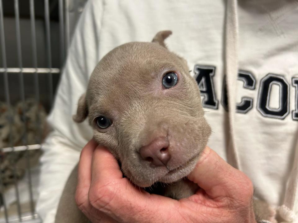 An approximately 5-week-old pit bull puppy that was found in a jacket pocket of larceny suspect out of Roseville on Jan. 16, 2024. The puppy was turned over to Macomb County Animal Control after Roseville Police officers found it.