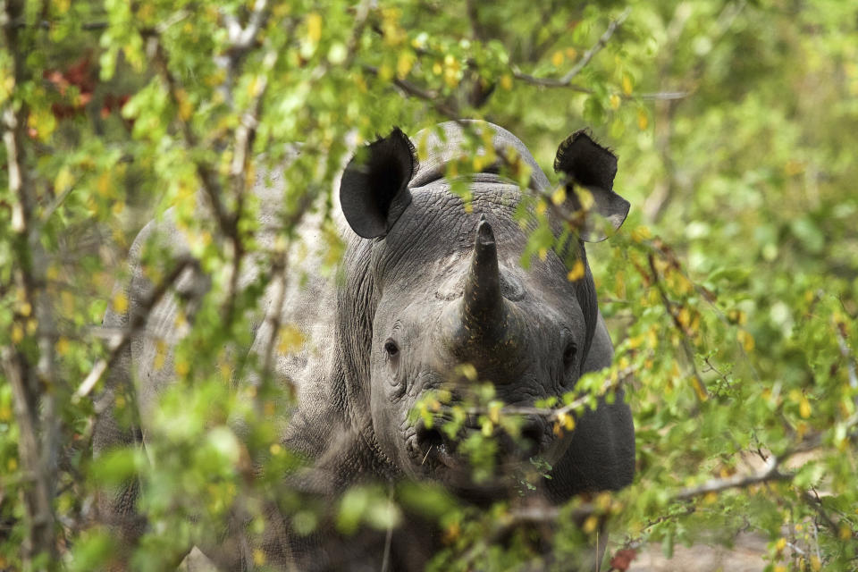 This 2016 photo provided by African Parks shows a black rhino under protection in Malawi's Liwonde National Park, managed by African Parks in partnership with the Department of National Parks and Wildlife. In many African countries, wildlife tourism provides much of the money to maintain parks where vulnerable species such as elephants, lions, rhinos and giraffes live. But after the new coronavirus struck, “the entire international tourism sector basically closed down overnight in March,” said Peter Fearnhead, the CEO of nonprofit African Parks, which manages 17 national parks and protected areas in 11 countries. (Frank Weitzer/African Parks via AP)