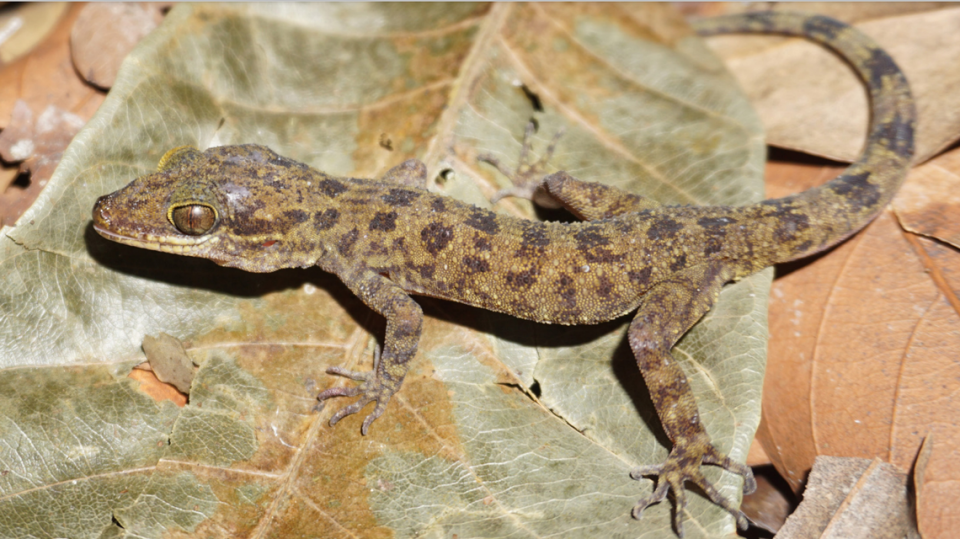 A Cyrtodactylus arndti, or Arndt’s bent-toed gecko, sitting on a leaf.