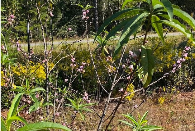 University of Florida is breeding peaches that can be sustainable in Florida.