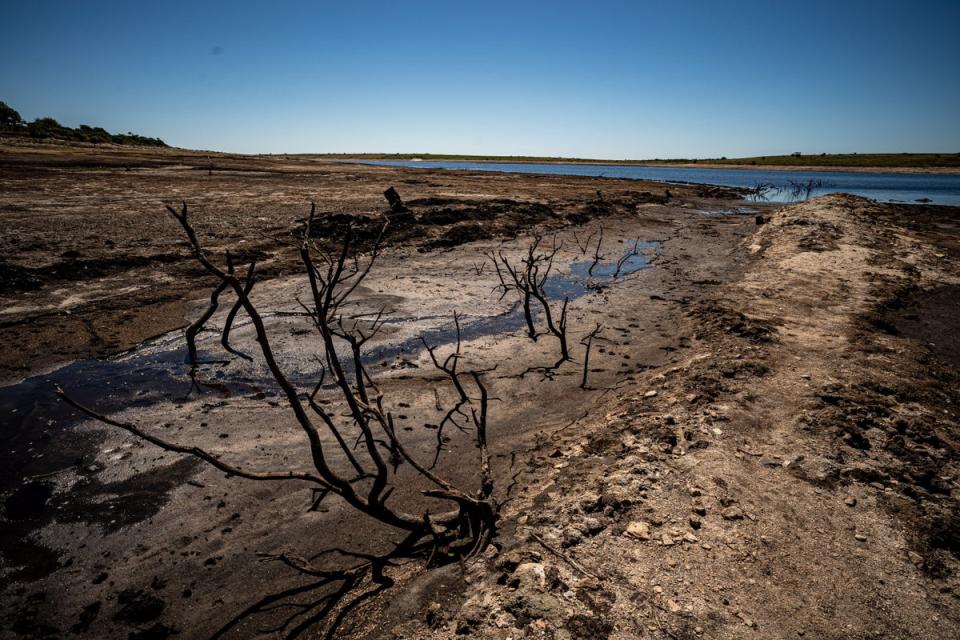 Dried mud and old trees at Colliford Lake on Bodmin Moor – Cornwall’s largest lake and reservoir (Ben Birchall/PA) (PA Wire)