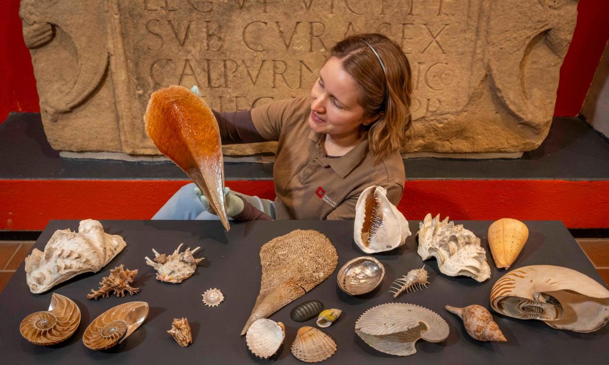 <span>Shell experts have helped identify and catalogue the collection.</span><span>Photograph: Phil Wilkinson/English Heritage</span>