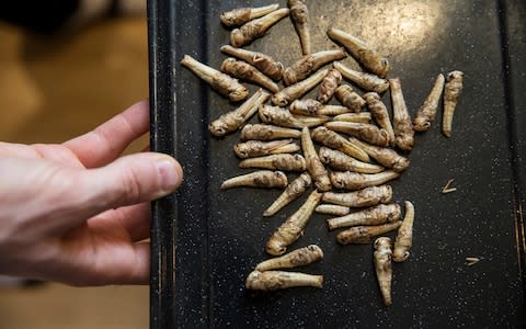 Insect snacks should no longer be seen as a gimmick or something for a dare, says Sainsbury's' Rachel Eyre  - Credit: Heathcliff O'Malley 