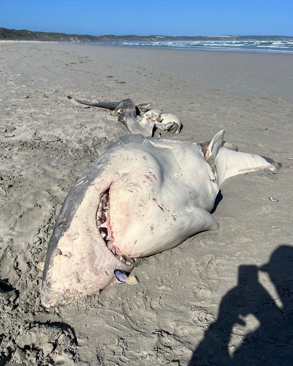 A great white shark carcass that washing up on an Australian beach and was likely attacked by a killer whale.