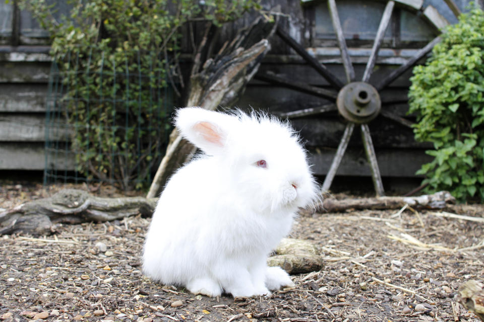 A very cute fluffy white Easter bunny rabbit sitting.