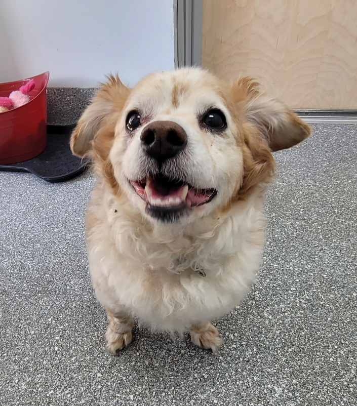 Buffy is a little mixed-breed senior who loves oodles of pets and cuddles. He's an all-around good guy who loves cats, other dogs and kids as well.&nbsp; Request to meet him at www.spcaflorida.org/appointment.