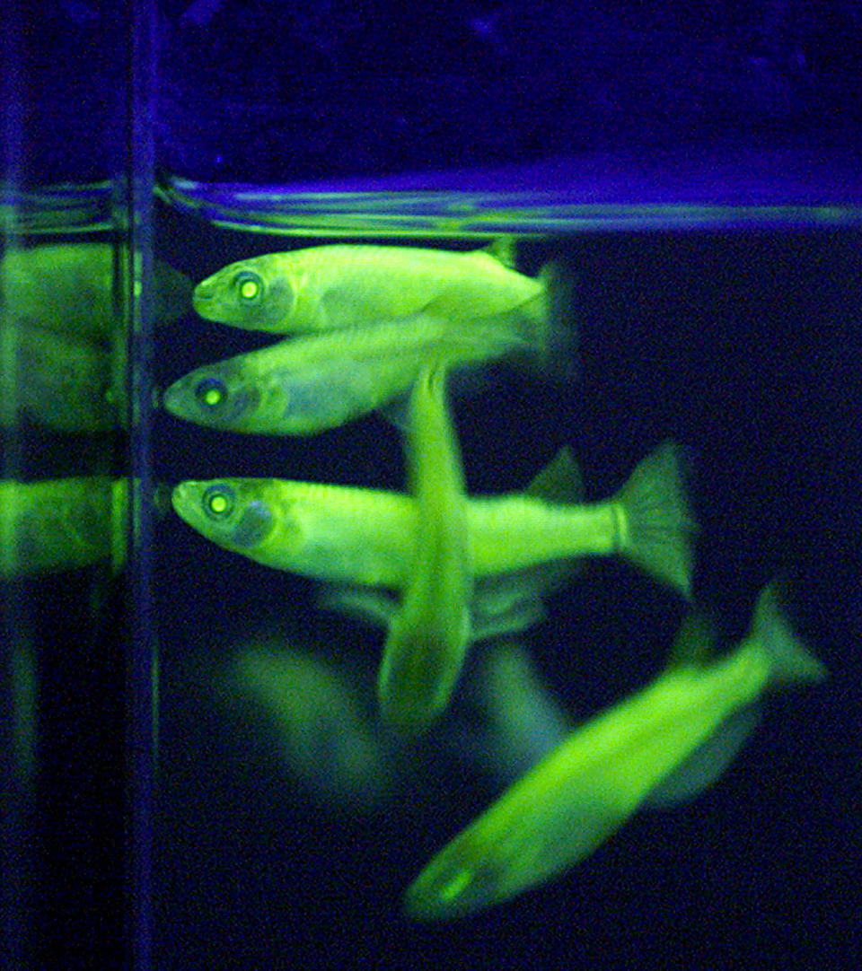 A few genetically modified Medaka fish glow in the dark as they swim in a fishtank in Taipei September 6, 2001. Taiwan aquatics firm Taikong Group, which developed the fish, plans to start marketing them as the world's first glow-in-the dark pet in six months. REUTERS/Simon Kwong