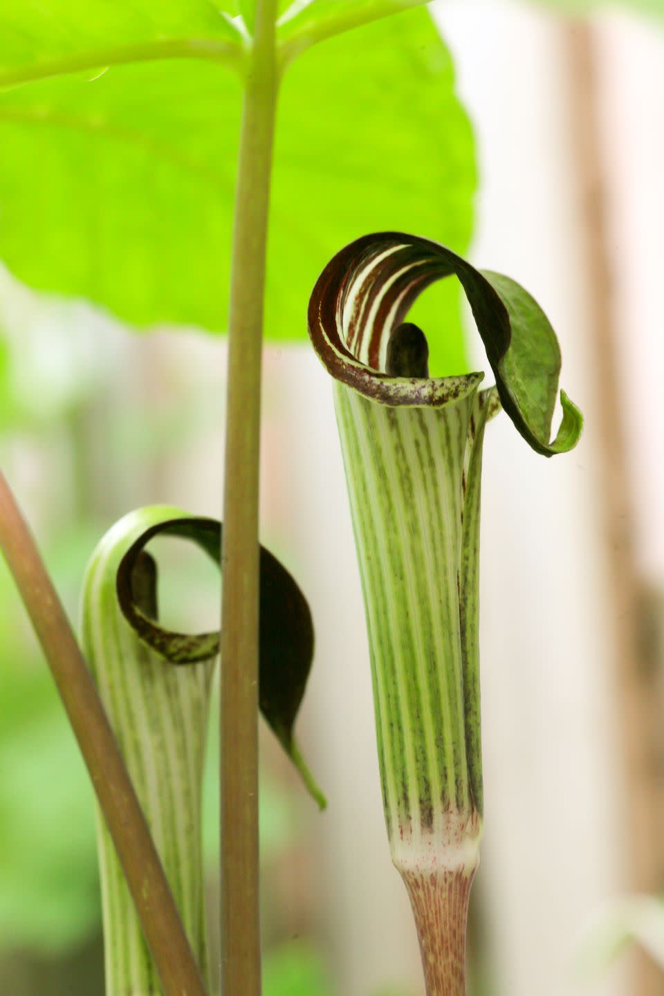 jack in the pulpit