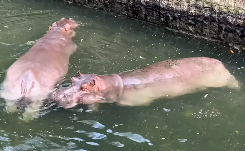 ▲香香OS：粉絲們怎麼這麼慌張。（圖／取自FB@「Shou Shan Zoo 壽山動物園」）