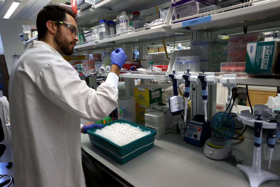 researcher in white lab coat blue medical gloves and protective goggles works with an ice bucket containing small samples of milk in a lab