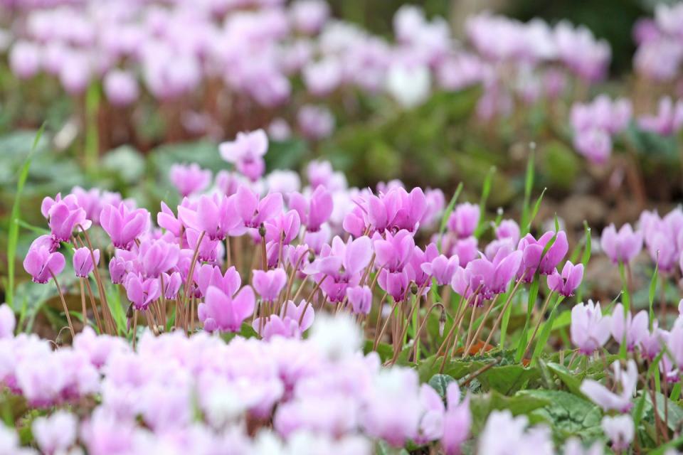 autumn flowering cyclamen hederifolium plant