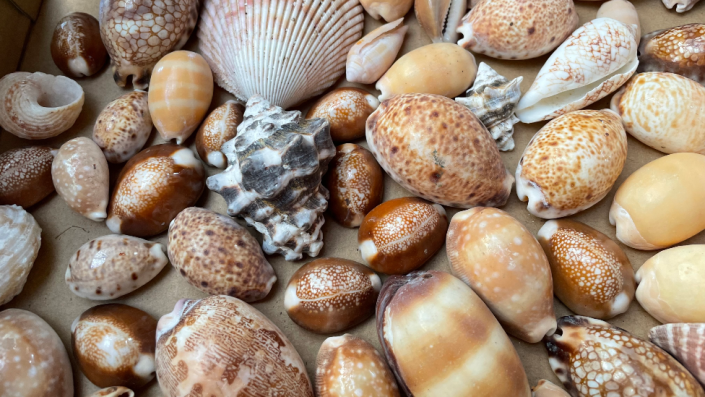 Some of the shells collected by Nora Fakim's father