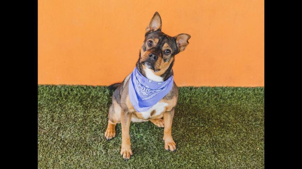“Luna A2389220 is a sweet 5-year-old pooch with a heart of gold. She wants to be friends with everyone she meets. Everybody falls in love with her trademark floppy ears. This social butterfly cannot wait be your new best friend.”