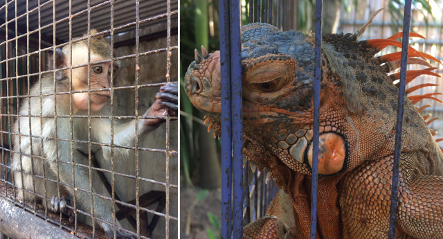 Split screen. A monkey in a cage. A colourful lizard in a cage. 