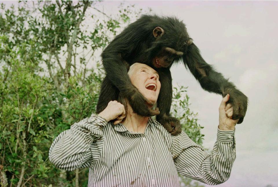 FILE - Jane Goodall plasy with Bahati, a 3 year-old female chimpanzee, at the Sweetwaters Chimpanzee Sanctuary, near Nanyuki 170 kms (110 miles) north of Nairobi Sunday Dec. 6, 1997. Goodall was named Thursday, May 20, 2021 as this year’s winner of the prestigious Templeton Prize, honoring individuals whose life’s work embodies a fusion of science and spirituality. (AP Photo/Jean-Marc Bouju, file)