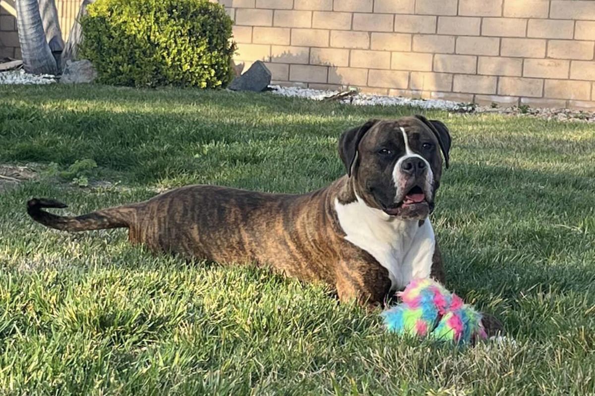 Kayıp bir köpek bir kar fırtınasından sağ kurtulur ve ailesi yeniden bir araya gelene kadar evden 19 gün uzaktadır.