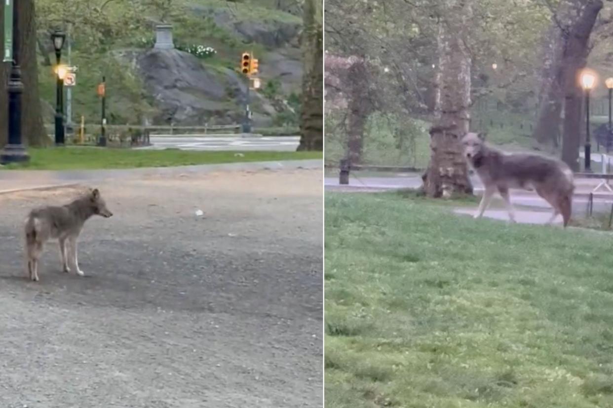 Watch: "Giant" Coyote Prowls New York City's Central Park photo