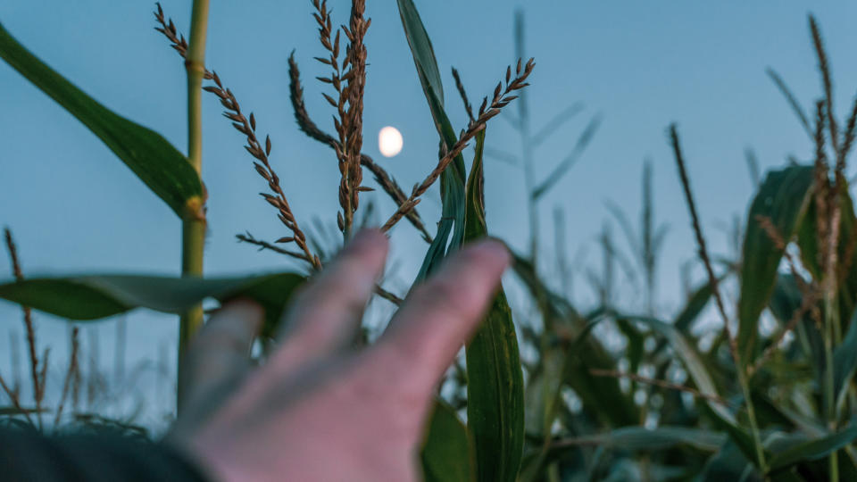 a corn field at night