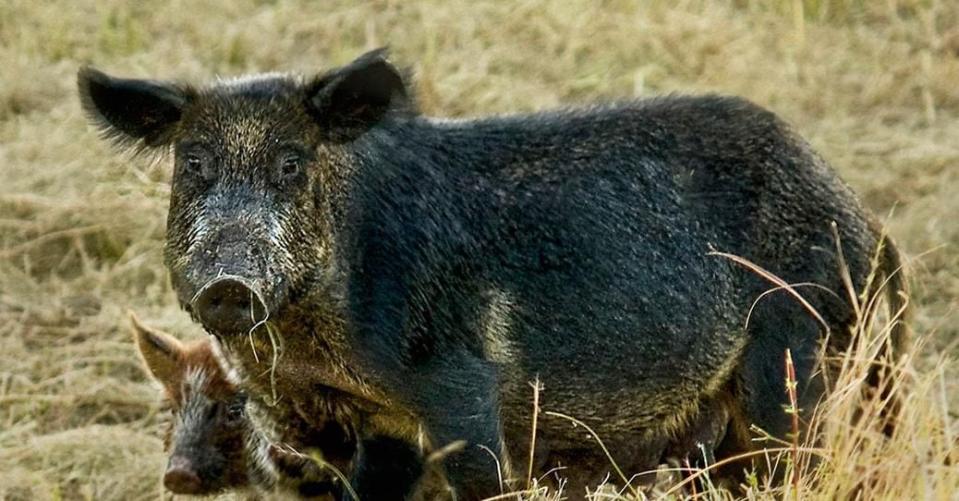 <p>WHAT: Wild boars - Wild boar can be aggressive when cornered and some have tusks up to 6-inches long.</p>