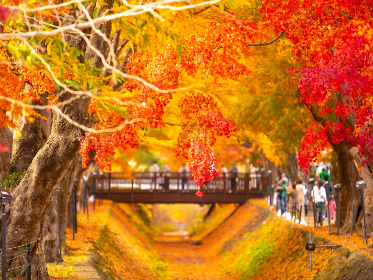 Leaves rival blossom in Japan on an autumnal escape (JNTO)