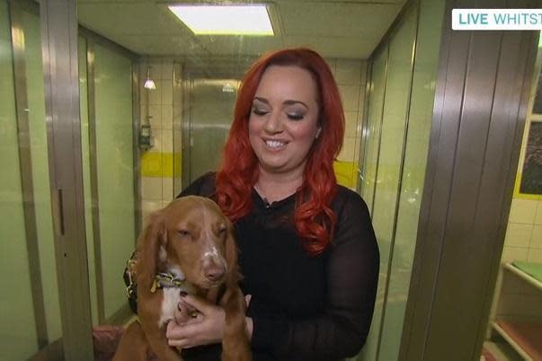 Elf has now been adopted into his 'forever home'. (ITV/This Morning)