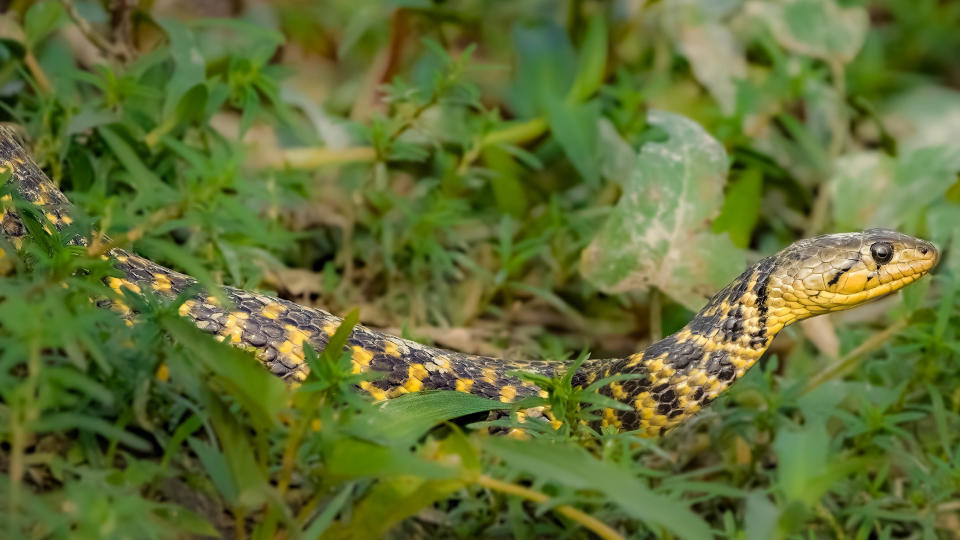 Snake in grass