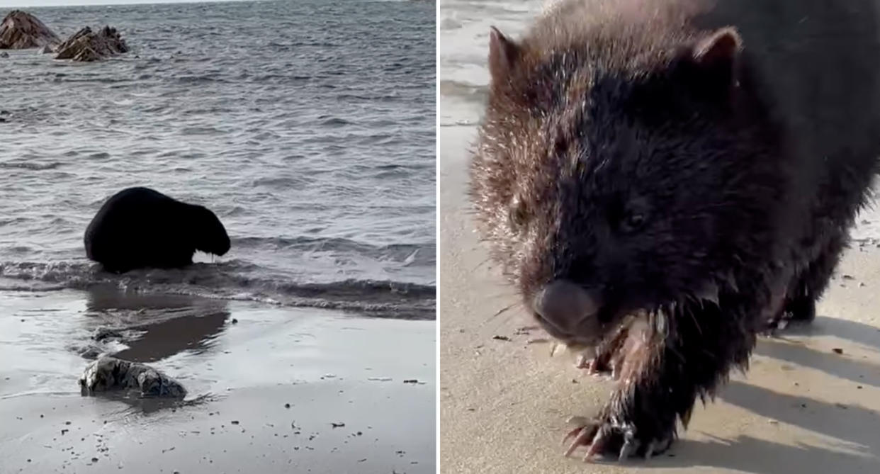 A wombat walking along the beach in the shallows in Tasmania. 