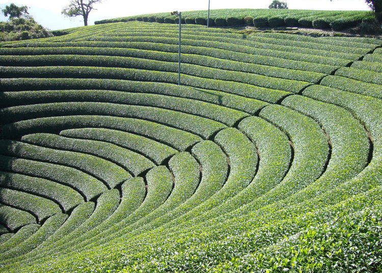 在各種茶田也非常稀有，原山的圓形茶田。
