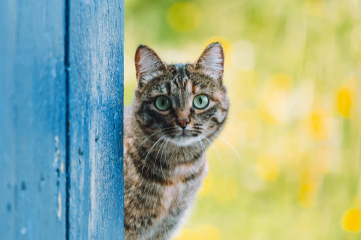 cat staring from behind a blue door, begging the question why do cats stare