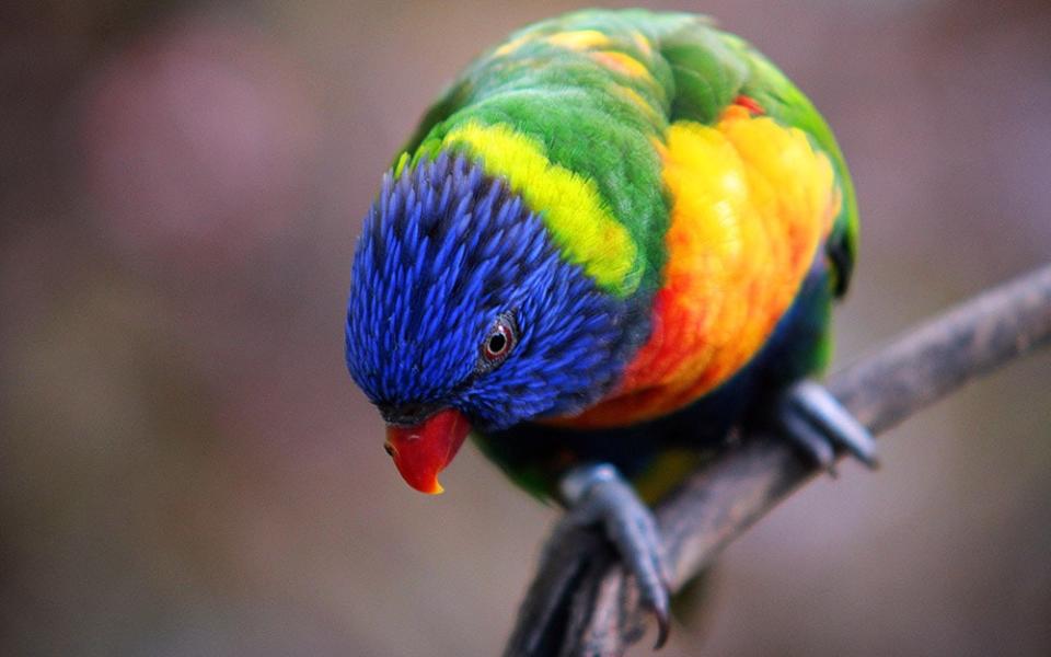 Rainbow Lorikeet in Loro Parque, Tenerife