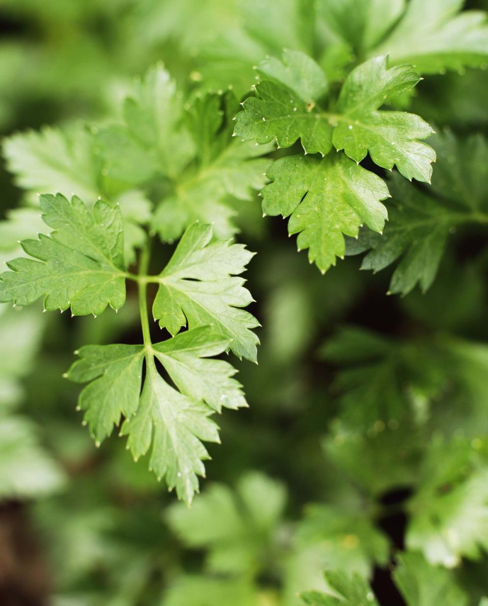 <p>Parsley is a hardy herb, which makes it brilliant to grow over the winter months. To protect parsley from the cold weather, consider placing it inside to ensure a big crop. </p><p>Chris adds: 'For optimal flavour, pick from the plant early in the morning.'</p>