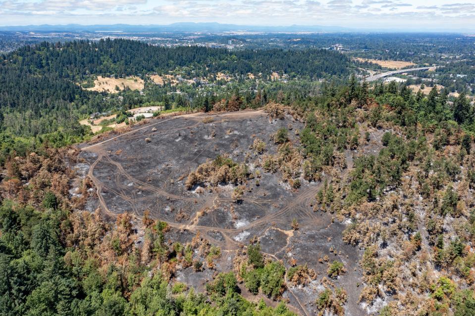 The area atop Moon Mountain in Eugene in the aftermath of a July 2023 fire.