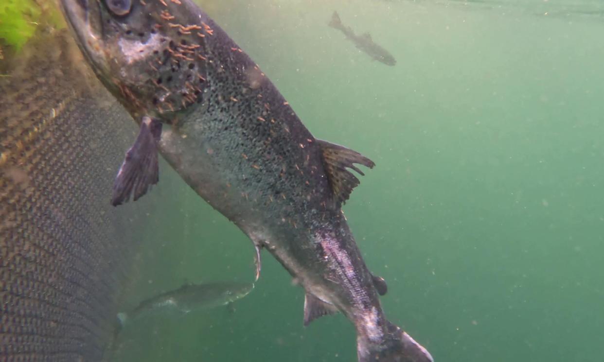 <span>A salmon at a Scottish salmon farm covered in lice.</span><span>Photograph: Viva!</span>