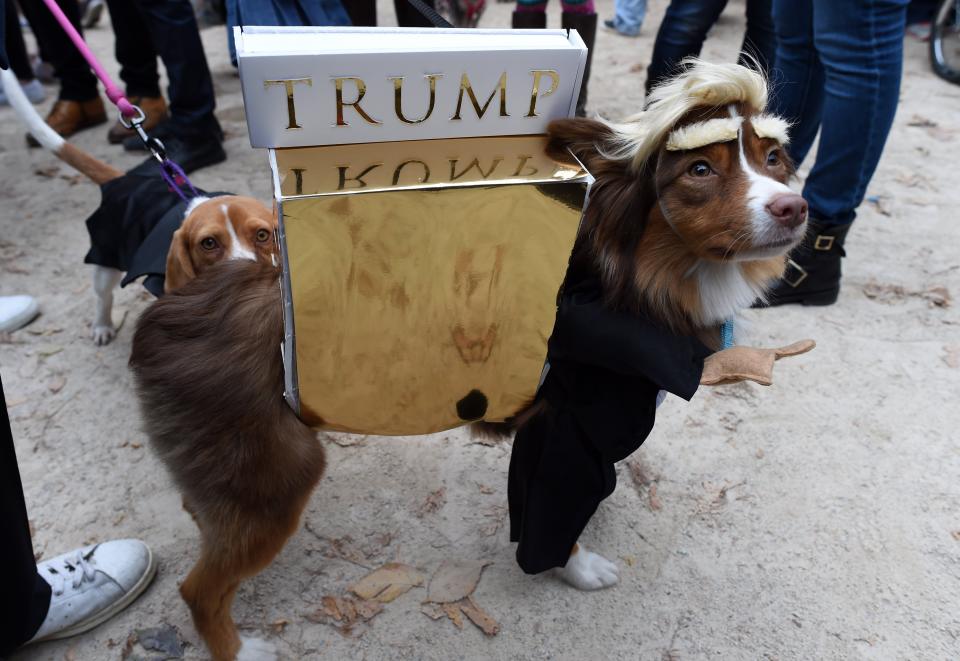 A dog dressed up as Donald Trump attends the 25th Annual Tompkins Square Halloween Dog Parade in New York on Oct. 24, 2015.