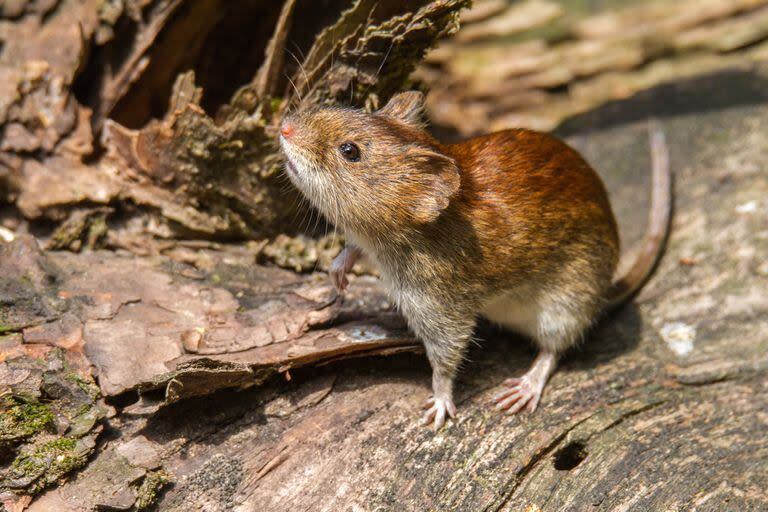Los ratones silvestres son los principales vectores de la enfermedad