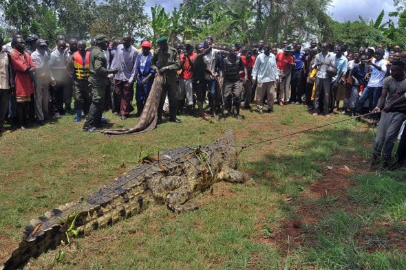 UGANDA-ANIMALS-CROCODILE
