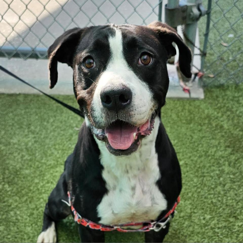 Alba is a happy boxer mix. She weighs in at 70 pounds and she’s known to rush out of doors and gates and needs training to help with that. She’s toy motivated and eager to learn. She's good with kids and a great cuddler but she's choosy about her doggie friends.