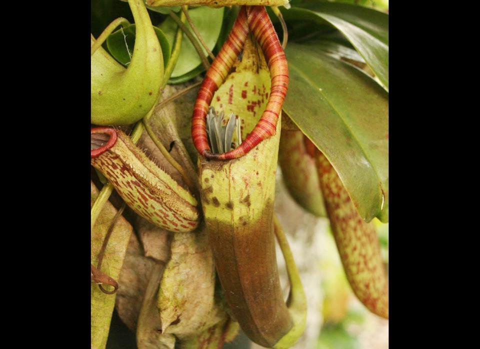 An exotic plant expert was stunned when he inspected one of his garden   pitcher plants and discovered it had eaten a blue tit.  Prize winning Nigel Hewitt Cooper one of Britain's leading carnivorous plant   growers, from West Pennard, Somerset, couldn't believe his eyes when he   checked the Nepenthes x mixta or Monkey Cup pitcher and found the dead bird   inside.  Normally the plants which are native to south east Asia consume insects   which thy attract by secreting a sticky, sweet fluid at the bottom of the   pitcher.  Sometimes in the wild they have been known to kill small mammals like mice   but Mr Hewitt Cooper who regularly wins prizes at the Chelsea flower show   says for a cultivate plant to capture a bird is incredible.