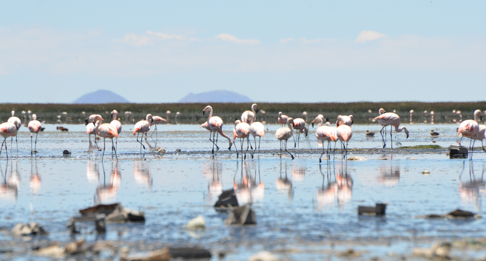 Flamingos once flocked together at Uru Uru and Potoo lakes. Source: Getty