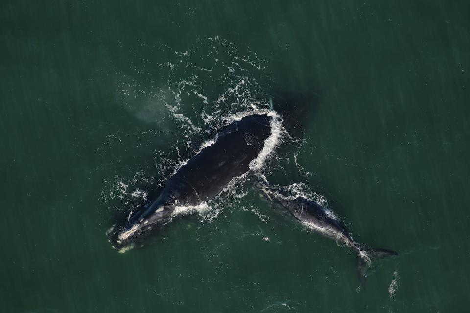 Three North Atlantic right whale calves were spotted off the coasts of Georgia and Florida this week, including this mother-and-calf pair.