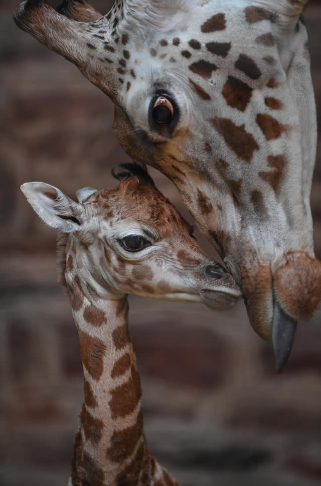 Beautiful rare Rothschild giraffe born on Boxing Day at Chester Zoo