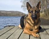 <p>German Shepherds have one of the most powerful bites, which is why the breed is often used for law enforcement, military and protection. But don't let that deter you from adopting. <a href="https://www.akc.org/dog-breeds/german-shepherd-dog/" rel="nofollow noopener" target="_blank" data-ylk="slk:They make excellent family pets;elm:context_link;itc:0;sec:content-canvas" class="link ">They make excellent family pets</a> and are wonderful with children. </p>