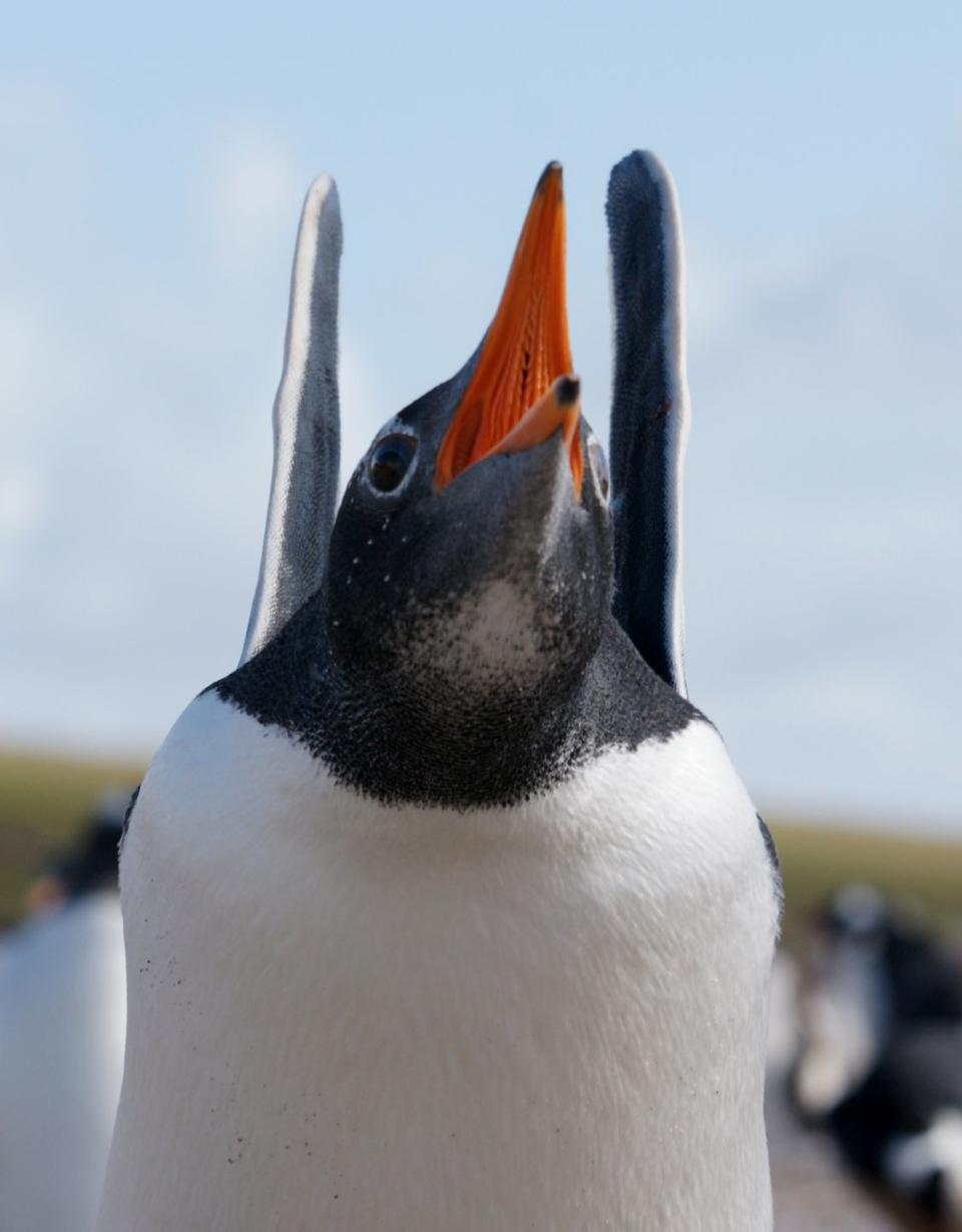 Penguins don't have teeth.