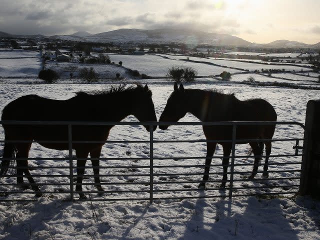 Horses in Cloughoge, Newry (Brian Lawless/PA)